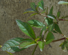 Alternanthera ficoidea