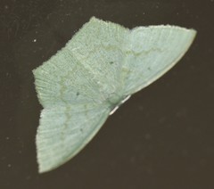 Maxates centrophylla