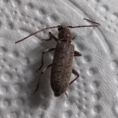 Trichoferus holosericeus