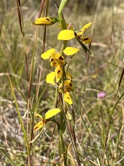Diuris unica