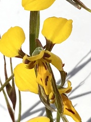 Diuris unica