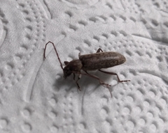 Trichoferus holosericeus