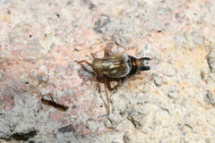 Dicranotropis hamata