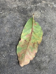 Asimina triloba