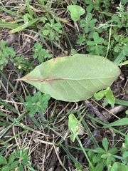 Asimina triloba