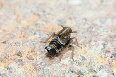 Dicranotropis hamata