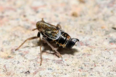 Dicranotropis hamata