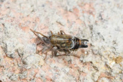 Dicranotropis hamata