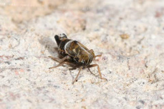 Dicranotropis hamata