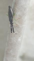 Heteroptera