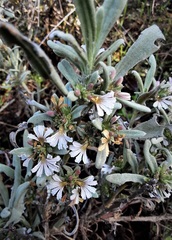 Scaevola canescens