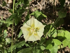 Chamaesaracha edwardsiana