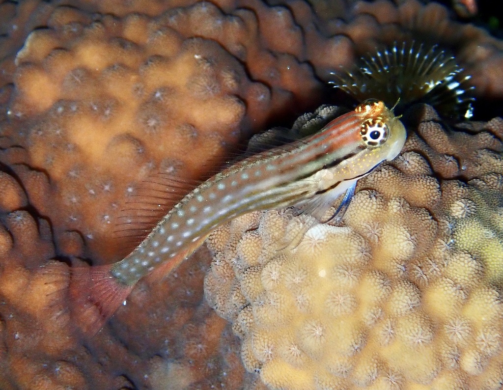 Red Sea Combtooth Blenny