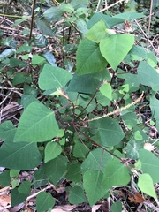 Homalanthus stillingiifolius