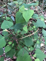 Homalanthus stillingiifolius