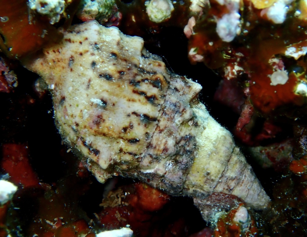 Prickly Horn Snail