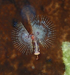 Image of Spirobranchus aloni