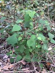 Homalanthus stillingiifolius