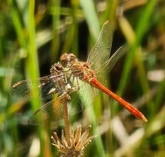 Sympetrum meridionale