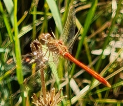 Sympetrum meridionale
