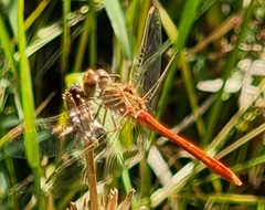 Sympetrum meridionale