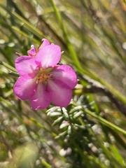 Bauera capitata