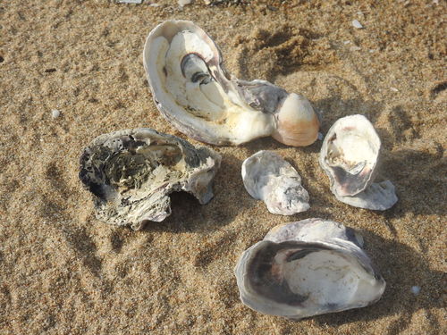Magallana bilineata observed 2021-08-12