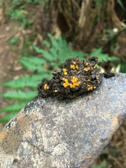 Cheilymenia coprinaria