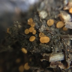 Cheilymenia coprinaria