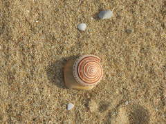 Architectonica perspectiva