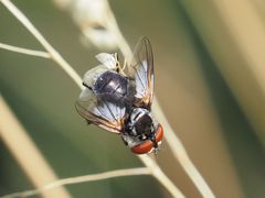 Elomya lateralis