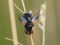 Elomya lateralis