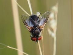 Elomya lateralis