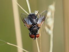 Elomya lateralis