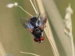 Elomya lateralis
