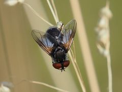 Elomya lateralis