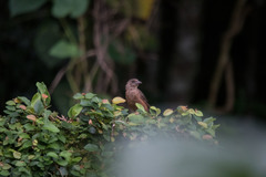 Ramphocelus bresilius