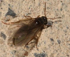 Lasius emarginatus