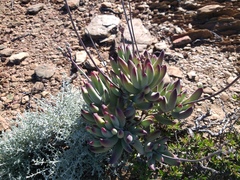 Cotyledon tomentosa