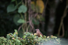 Ramphocelus bresilius