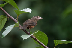 Ramphocelus bresilius