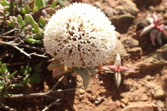 Crassula congesta