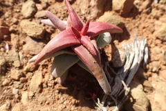 Crassula congesta