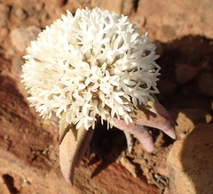 Crassula congesta