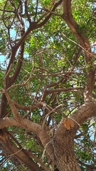 Ceratonia siliqua