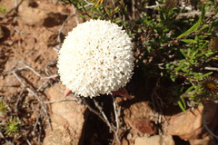 Crassula congesta