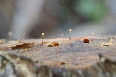 Cribraria microcarpa