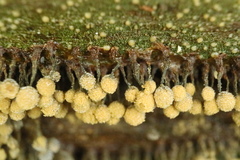 Cribraria macrocarpa