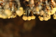 Cribraria macrocarpa