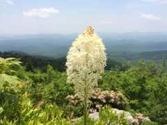 Xerophyllum asphodeloides
